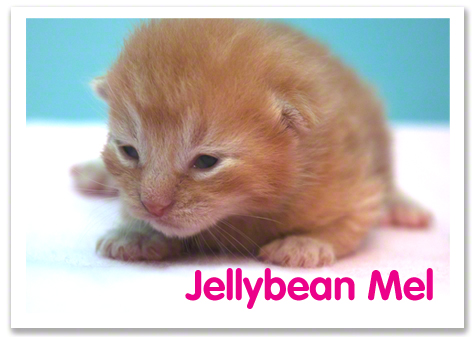 Jellybean Mel.jpg